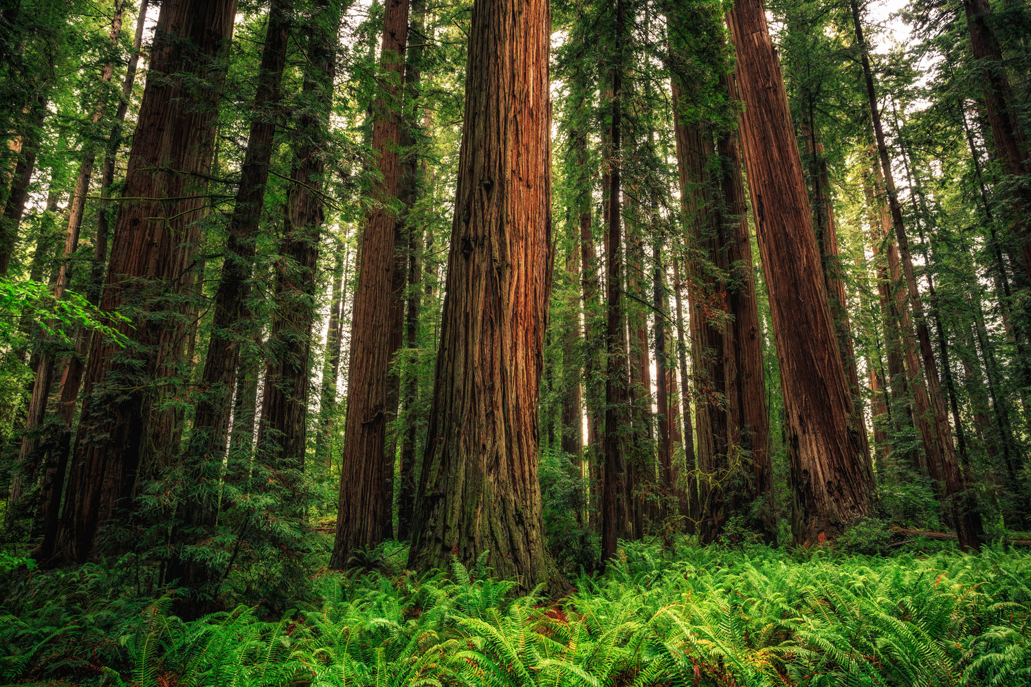 A daytime photograph of a forest, with trees stretching up far beyond the top of the frame.